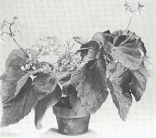 B. ‘Freda Stevens’